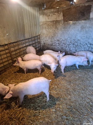 purcei de vanzare - imagine 3