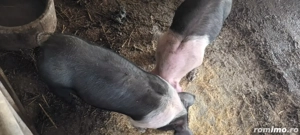 Disponibile 2 scrofite metis bazna  - imagine 4