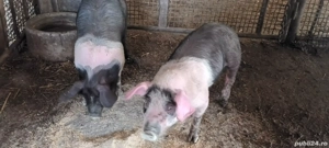 Disponibile 2 scrofite metis bazna  - imagine 2