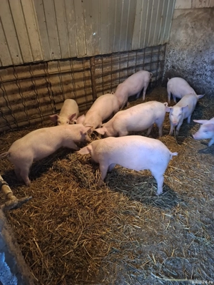 purcei de vanzare - imagine 4