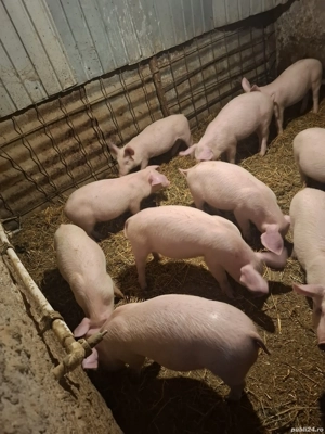 purcei de vanzare - imagine 2