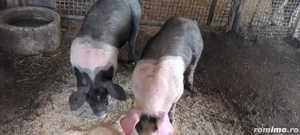 Disponibile 2 scrofite metis bazna  - imagine 3