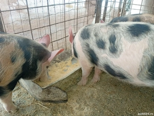 Purcei de vanzare pietran cu putin duroc  - imagine 2