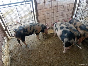 Purcei de vanzare pietran cu putin duroc  - imagine 3