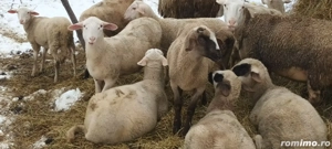 Cârlani metiși Lacaune - imagine 3