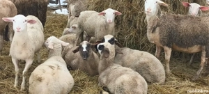 Cârlani metiși Lacaune - imagine 2