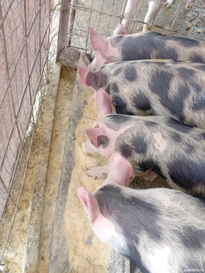 Purcei de vanzare pietran cu putin duroc  - imagine 4