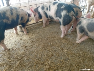 Purcei de vanzare pietran cu putin duroc  - imagine 5