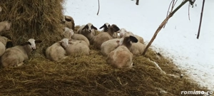 Cârlani metiși Lacaune - imagine 5