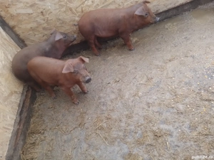 de vanzare 3 mascuri rasa duroc pur 