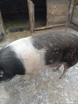 Porc de vânzare   sănătos, crescut natural - imagine 5