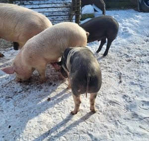 Vand purcei grasuni  - imagine 2