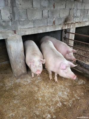Purcele rasa Landrace  - imagine 2