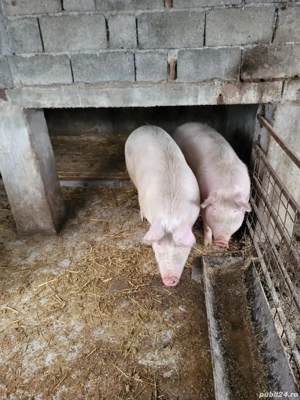 Purcele rasa Landrace  - imagine 3