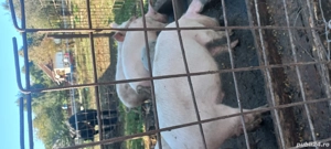 porci de vânzare  - imagine 2