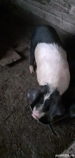 Vand vieruț bazna. - imagine 2