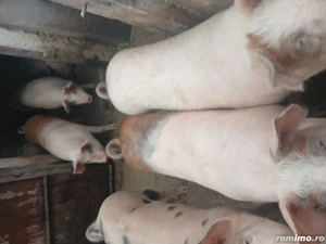 vand porci  - imagine 2