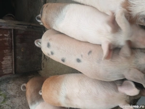 vand porci  - imagine 3