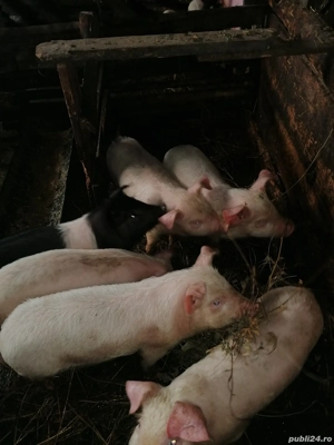 Purcei de vânzare  - imagine 2