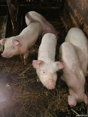 Purcei de vânzare  - imagine 3