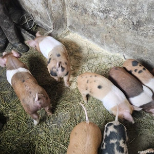 Prcei duroc   landras - imagine 4