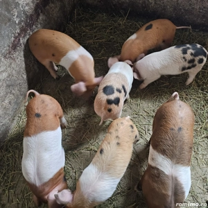 Prcei duroc   landras - imagine 2