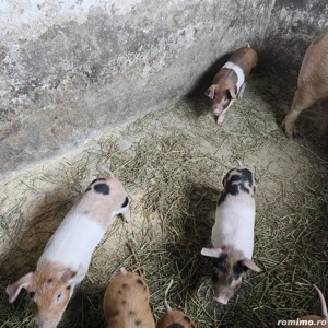 Prcei duroc   landras - imagine 3