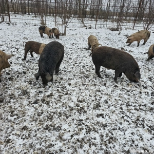 Prcei duroc   landras - imagine 5