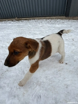 C țeluși Foxterrier  - imagine 3