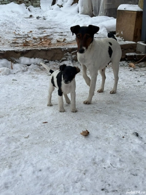 Cățelusi fox terrier - imagine 4