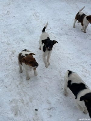 C țeluși Foxterrier 