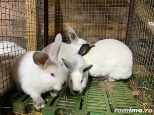 iepuri californian  - imagine 4