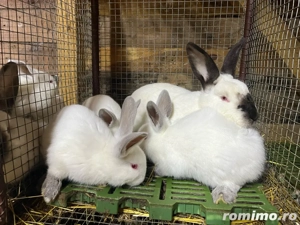 iepuri californian  - imagine 3