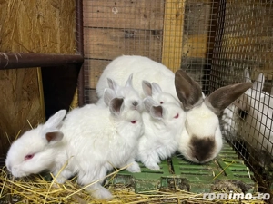 iepuri californian  - imagine 5