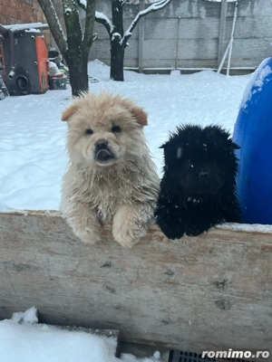 Vand pui Chow-Chow - imagine 2