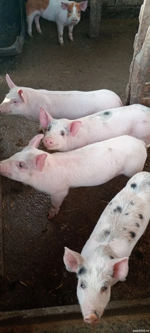 Purcei de vânzare  - imagine 5