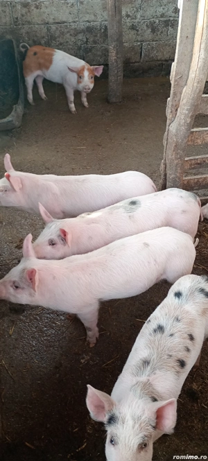 Purcei de vânzare  - imagine 4