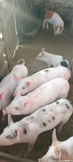 Purcei de vânzare  - imagine 2