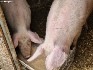 Vind porci . - imagine 2