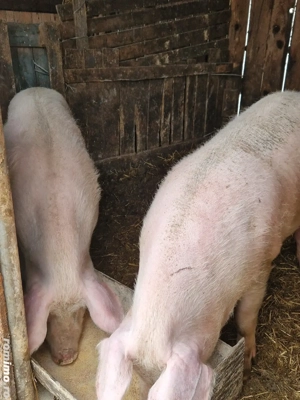 Vind porci . - imagine 3