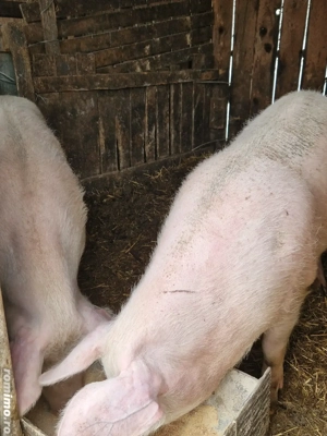 Vind porci . - imagine 4