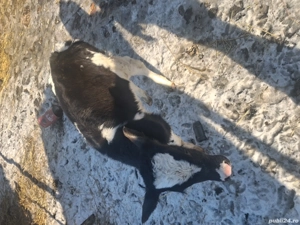 vitea de o luna jumate  - imagine 2