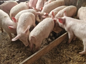 Vind soldani  pig de carne - imagine 1