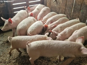 Vind soldani  pig de carne - imagine 2