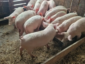 Vind soldani  pig de carne - imagine 3