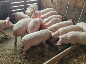 Vind soldani  pig de carne - imagine 4