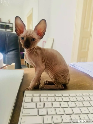 Motanel Sphynx - imagine 4