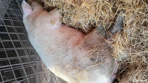 Porc de vanzare - imagine 2