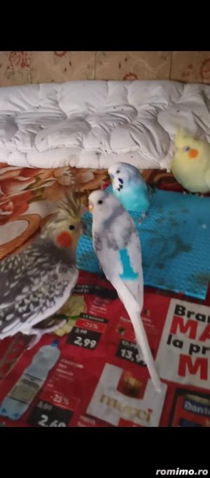 Vand doi perusi si o nimfa - imagine 4