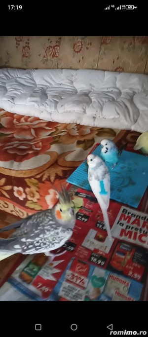 Vand doi perusi si o nimfa - imagine 3